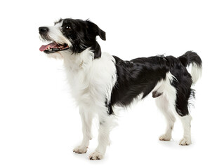 A fluffy Border Collie puppy sits attentively, isolated on white