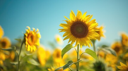 Sunflowers in Full Bloom Under a Bright Blue Sky, Perspective View