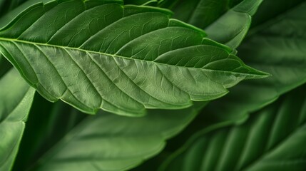 Naklejka premium Green foliage texture in high resolution