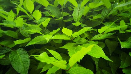 green leaves background