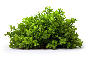 Obraz premium generated illustration of green shrub against white background