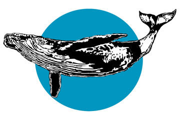 Illustration of Humpback whale across blue circle against white background
