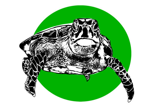 Illustration of Turtle on green circle against white background