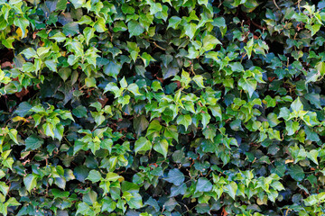 Ivy texture