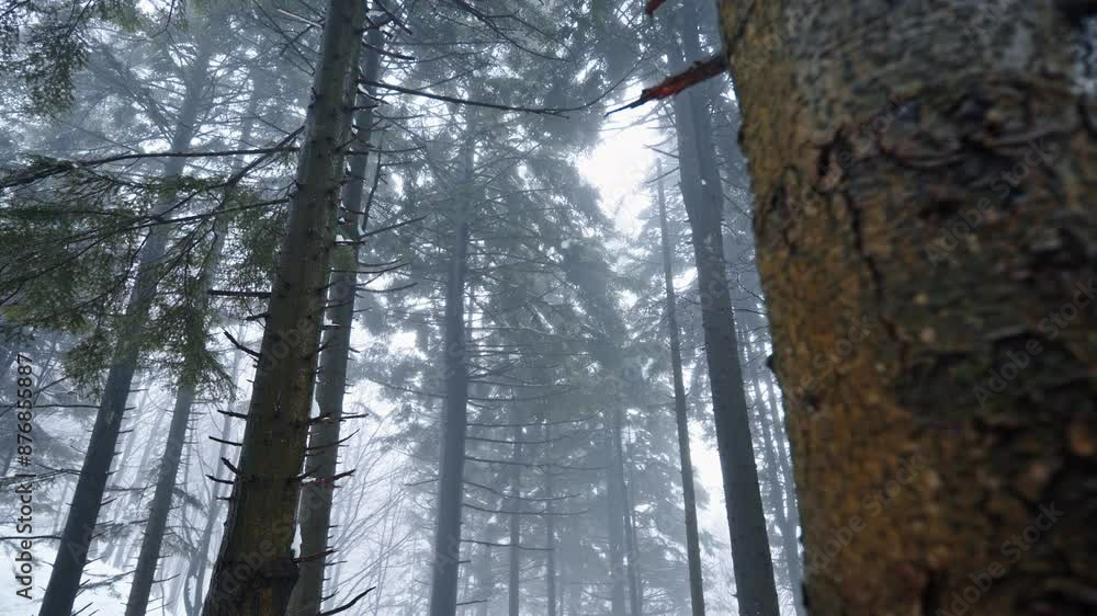 Poster foggy forest with tall trees creating a mysterious atmosphere on a winter day