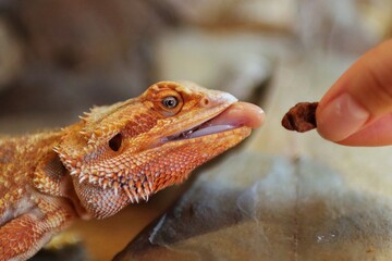 Portrait of bearded dragon head when she is eating.