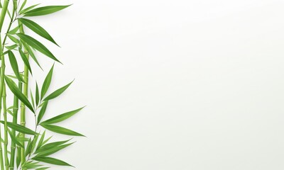 Fototapeta premium Bamboo stalks and leaves against a white background