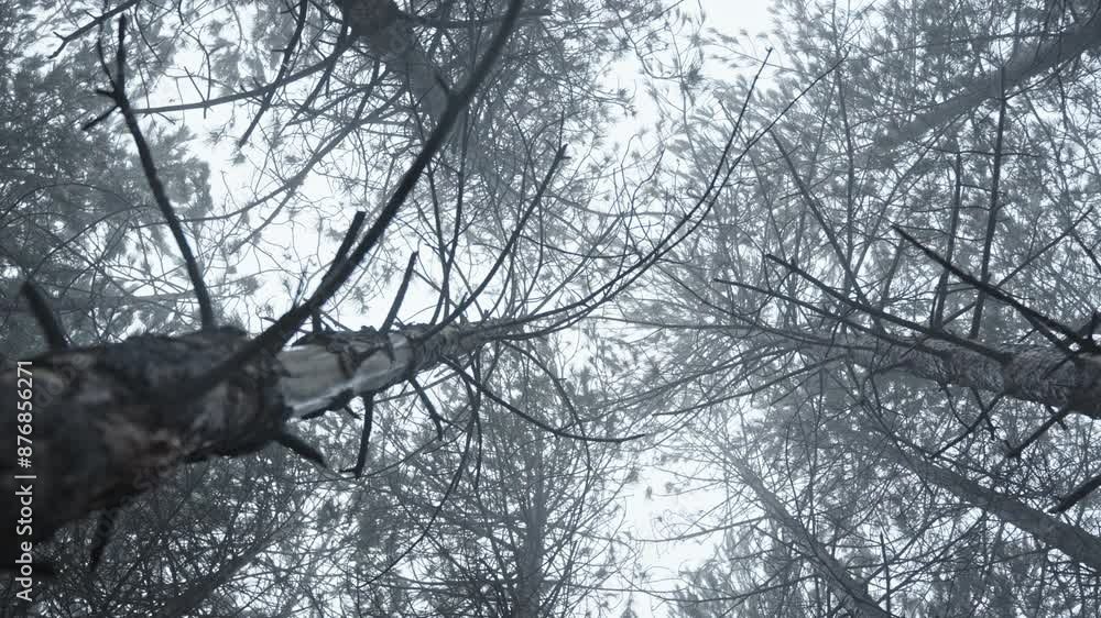 Poster snow-covered trees viewed from below in a foggy forest creating a mystical atmosphere