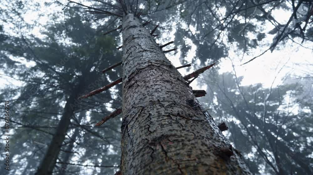 Poster looking up at a tall tree in a foggy forest with branches stretching out