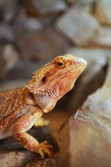 Portrait of bearded dragon head in the terrarium