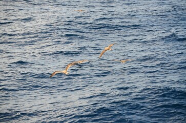 A Scopolis shearwater, Calonectris diomedea, at the Atlantic Ocean near Tenerife, Spain.