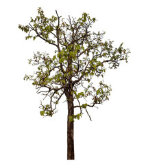 Tree isolated on transparent background with clipping path and alpha channel.