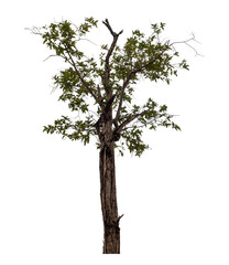 Tree isolated on transparent background with clipping path and alpha channel.