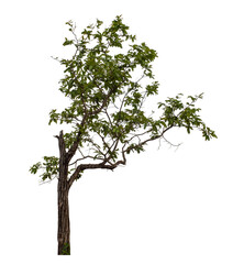 Green tree isolated on transparent background with clipping path and alpha channel.