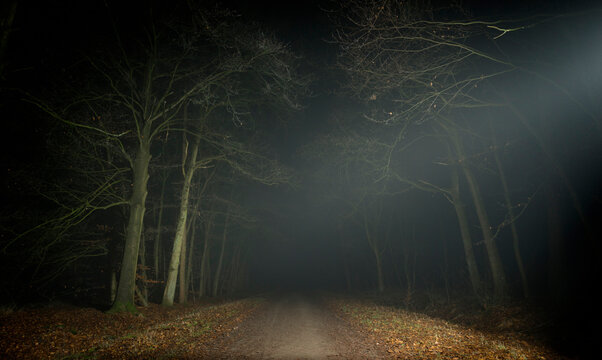 Illuminated empty road amidst bare trees in forest at night