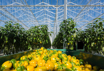 Tray with organic bell peppers in greenhouse