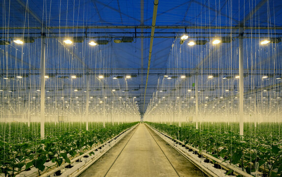 Bell pepper plants inside illuminated greenhouse