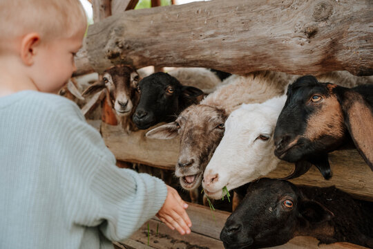 Boy feeding goats in farm