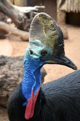 Southern cassowary (Casuarius casuarius), also known as the double-wattled cassowary.
