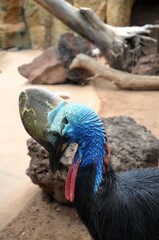 Naklejka premium Southern cassowary (Casuarius casuarius), also known as the double-wattled cassowary.