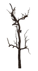 Dead tree isolated on transparent background with clipping path and alpha channel