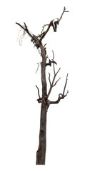 Dead tree isolated on transparent background with clipping path and alpha channel