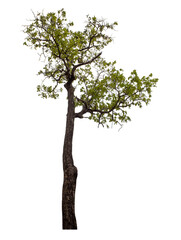 Tree isolated on transparent background with clipping path and alpha channel.