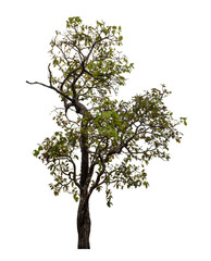 Tree isolated on transparent background with clipping path and alpha channel.