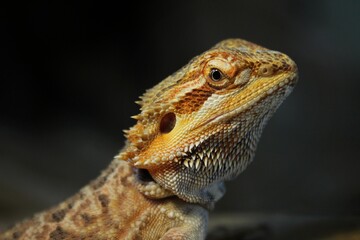 Portrait of bearded dragon head in the terrarium