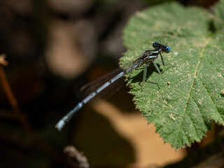 dragonfly on a branch