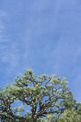 枝ぶりの良い長年手入れされてきた松の木
