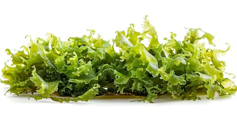 Obraz premium Irish Moss Seaweed on a White Background A Study in Isolation. Concept Botanical Photography, Seaweed Study, Irish Moss Analysis, White Background Experiment, Isolation Exploration