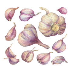 An aromatic culinary herb, the set, cloves of garlic plant bulb (Allium sativum). Watercolor hand drawn painting illustration isolated on a white background.