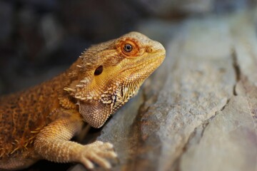 Portrait of bearded dragon head in the terrarium