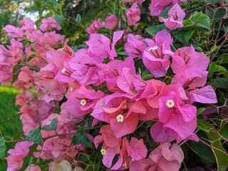 Bougainvillea blooms profusely in spring
