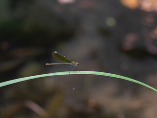 dragonfly on a branch