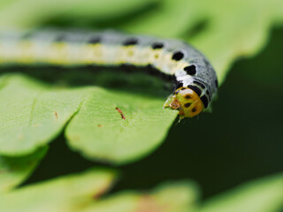 Macro of a caterpillar eats a leaf.