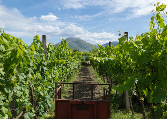 Vineyards at the Cobo Winery in the Berat county region of Albania