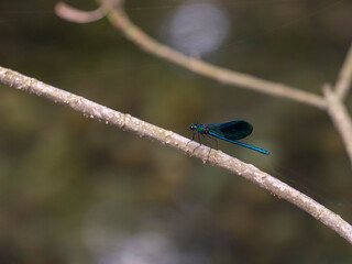dragonfly on a branch