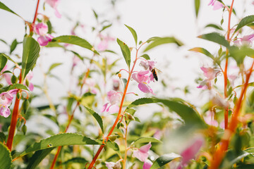 Obraz premium Plants in a field with blooming flowers