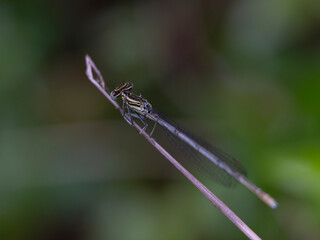 dragonfly on a branch