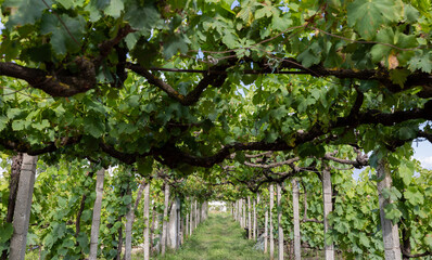 Vineyards at the Cobo Winery in the Berat county region of Albania