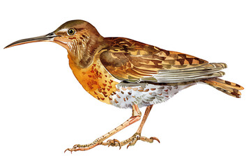 Fototapeta premium Watercolor painting realistic Set birds on white background. Clipping path included.