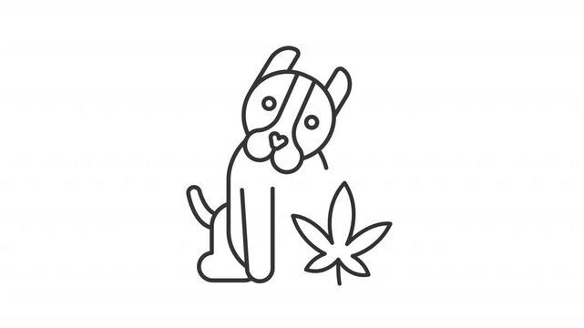 CBD pet products line animation. Medical cannabis animated icon. Shaking animal head, moving. Floating weed leaf. Black illustration on white background. HD video with alpha channel. Motion graphic