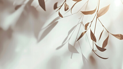 Sunlit Leaves with Soft Shadows on White Background - Minimalistic Nature Photography