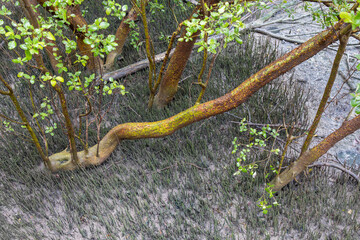 Lush Mangrove Forest ,Mangrove Ecosystem, Root Respiration through Pneumatophores , Nature's...