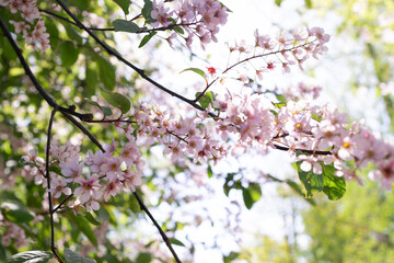 Red bird cherry tree flowers background close up on sunny day, floral spring branch blooming in botanical garden