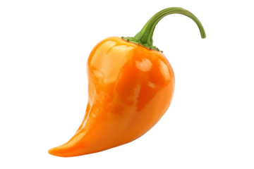 Orange Habanero chili pepper isolated on a white background.