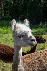 Obraz premium alpacas standing in a sunny paddock