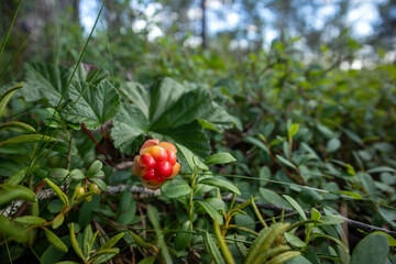 close-up of single raw cloudberry, Rubus chamaemorus